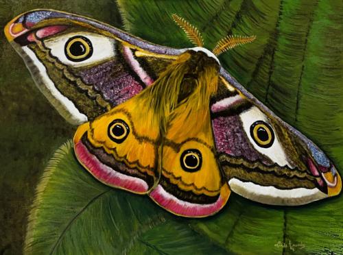 Emperor Moth